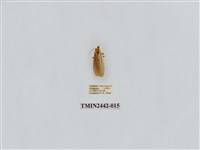 藏品(淡白凹苔蛾)的圖片